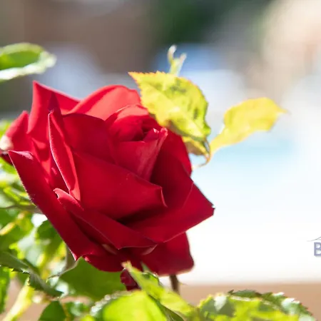 Atypical Sea View And Swimming Pool Cannes